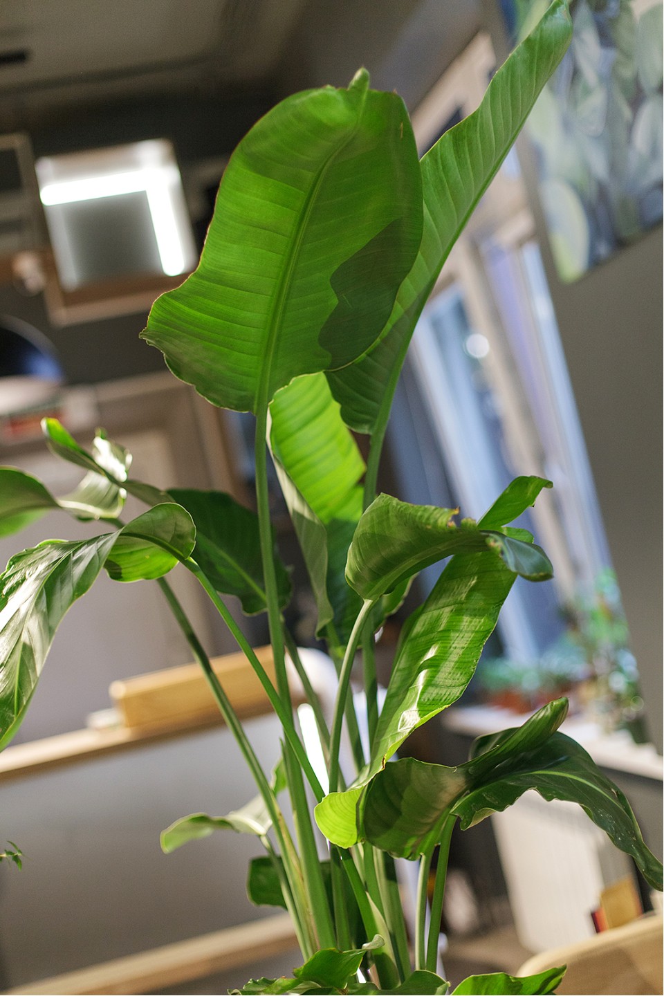 Стрелиция (Strelitzia Nicolai) - с добавлением зелени