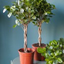 Фикус Мокламе (Ficus Moclame) 120 см - миниатюра