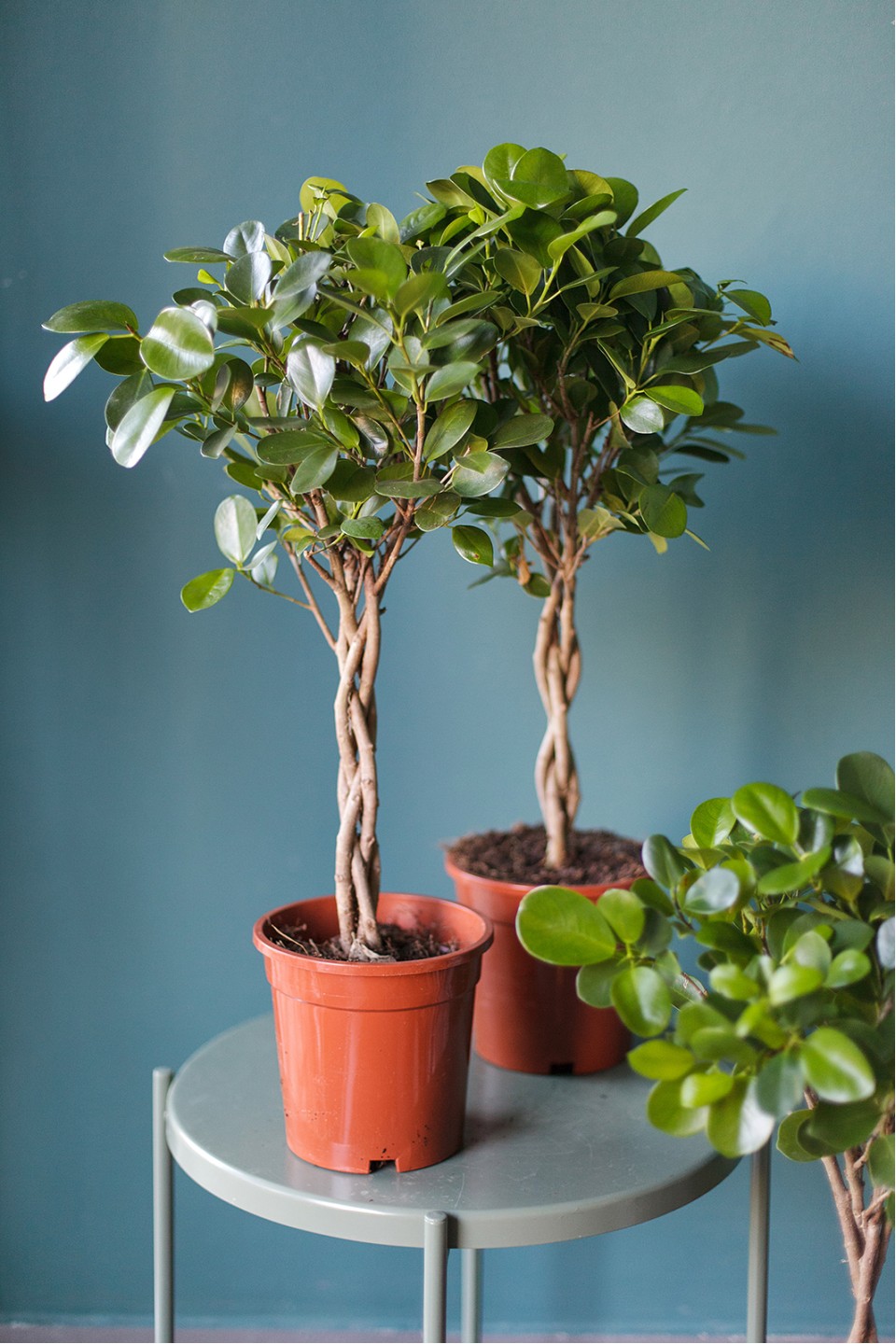 Фикус Мокламе (Ficus Moclame) 120 см