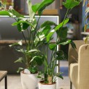 Стрелиция (Strelitzia Nicolai) - миниатюра 7