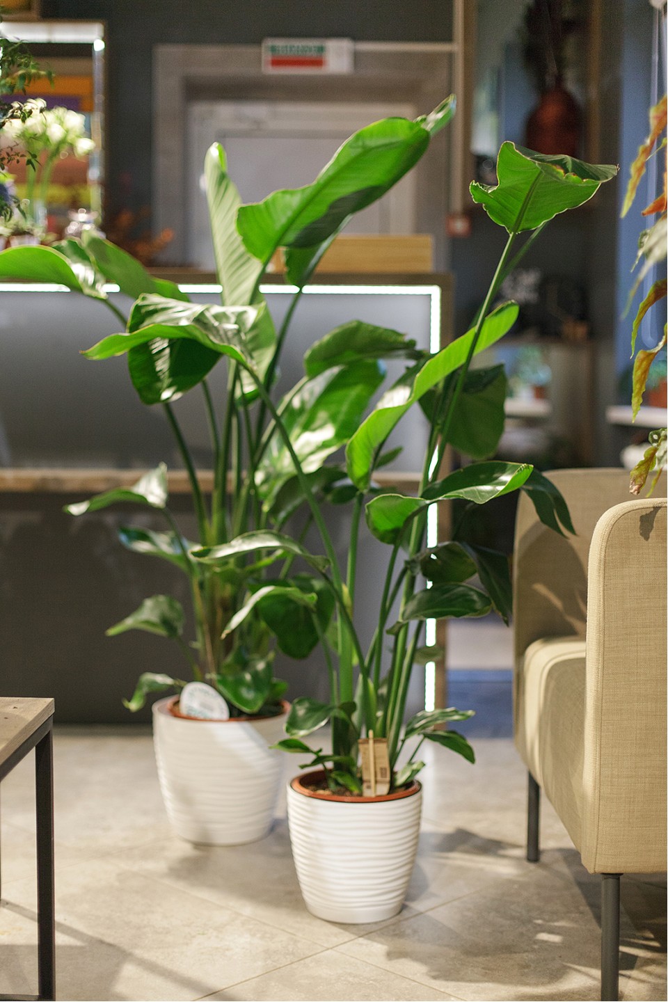 Стрелиция (Strelitzia Nicolai) 7