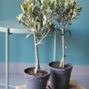 Олива европейская (Olea Europaea On Stemm) 110 см - миниатюра