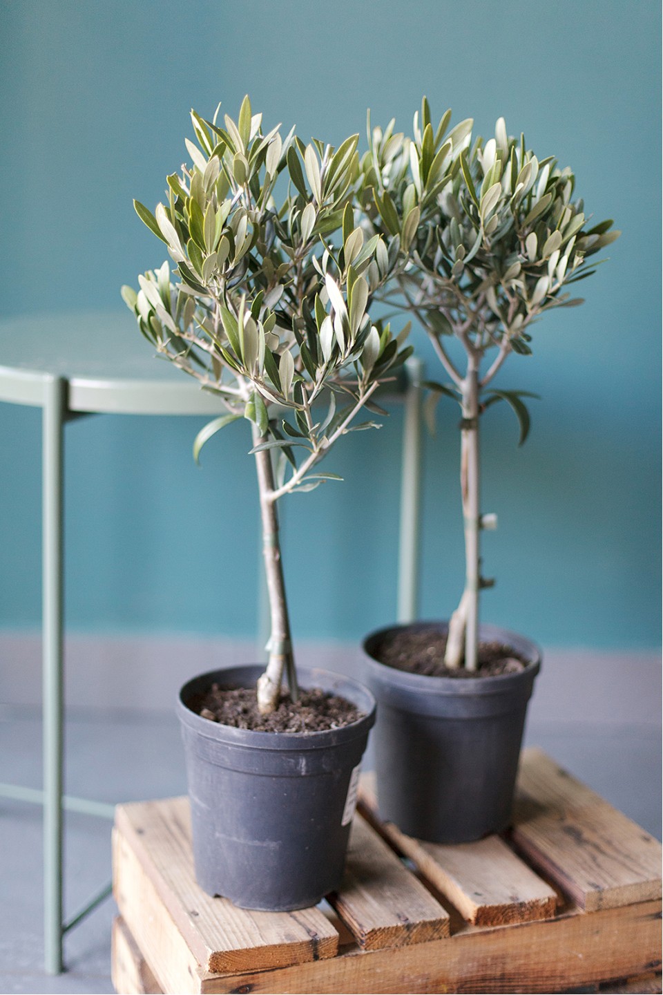 Олива европейская (Olea Europaea On Stemm) 110 см