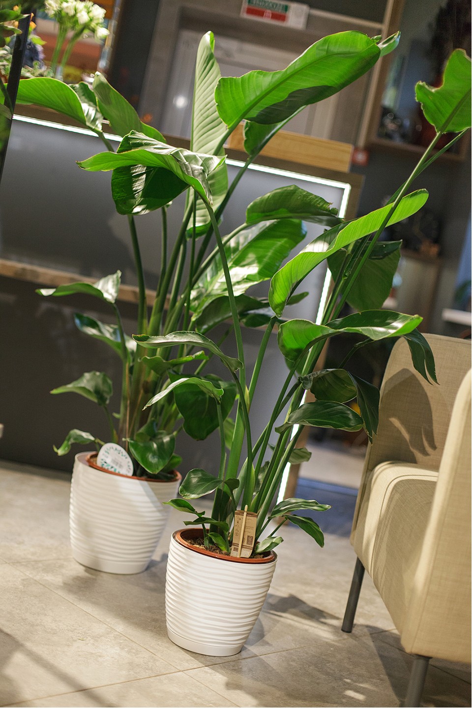 Стрелиция (Strelitzia Nicolai) - для женщины/молодой пары