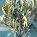 Олива европейская (Olea Europaea On Stemm) 110 см - быстрая доставка в Минске - миниатюра