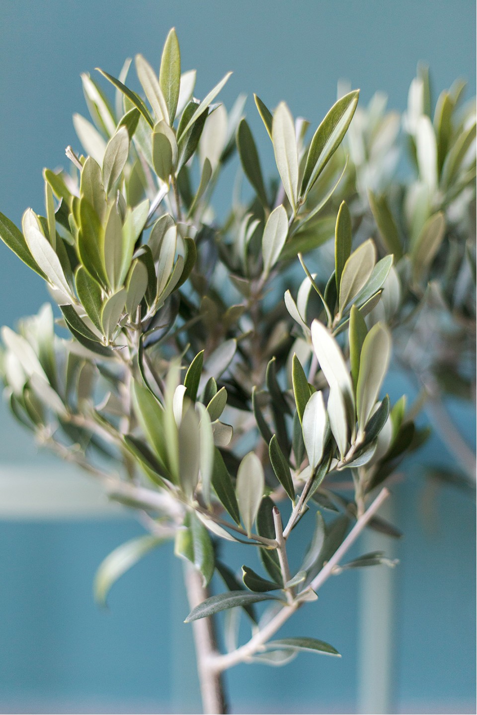 Олива европейская (Olea Europaea On Stemm) 110 см - быстрая доставка в Минске