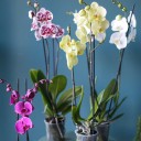 Орхидея Фаленопсис (Phalaenopsis) 3 стрелки - миниатюра