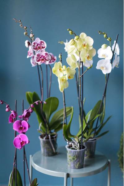 Орхидея Фаленопсис (Phalaenopsis) 3 стрелки