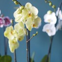 Орхидея Фаленопсис (Phalaenopsis) 3 стрелки - с доставкой по Минску - миниатюра