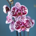 Орхидея Фаленопсис (Phalaenopsis) 3 стрелки - миниатюра 11