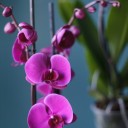 Орхидея Фаленопсис (Phalaenopsis) 3 стрелки - миниатюра 12