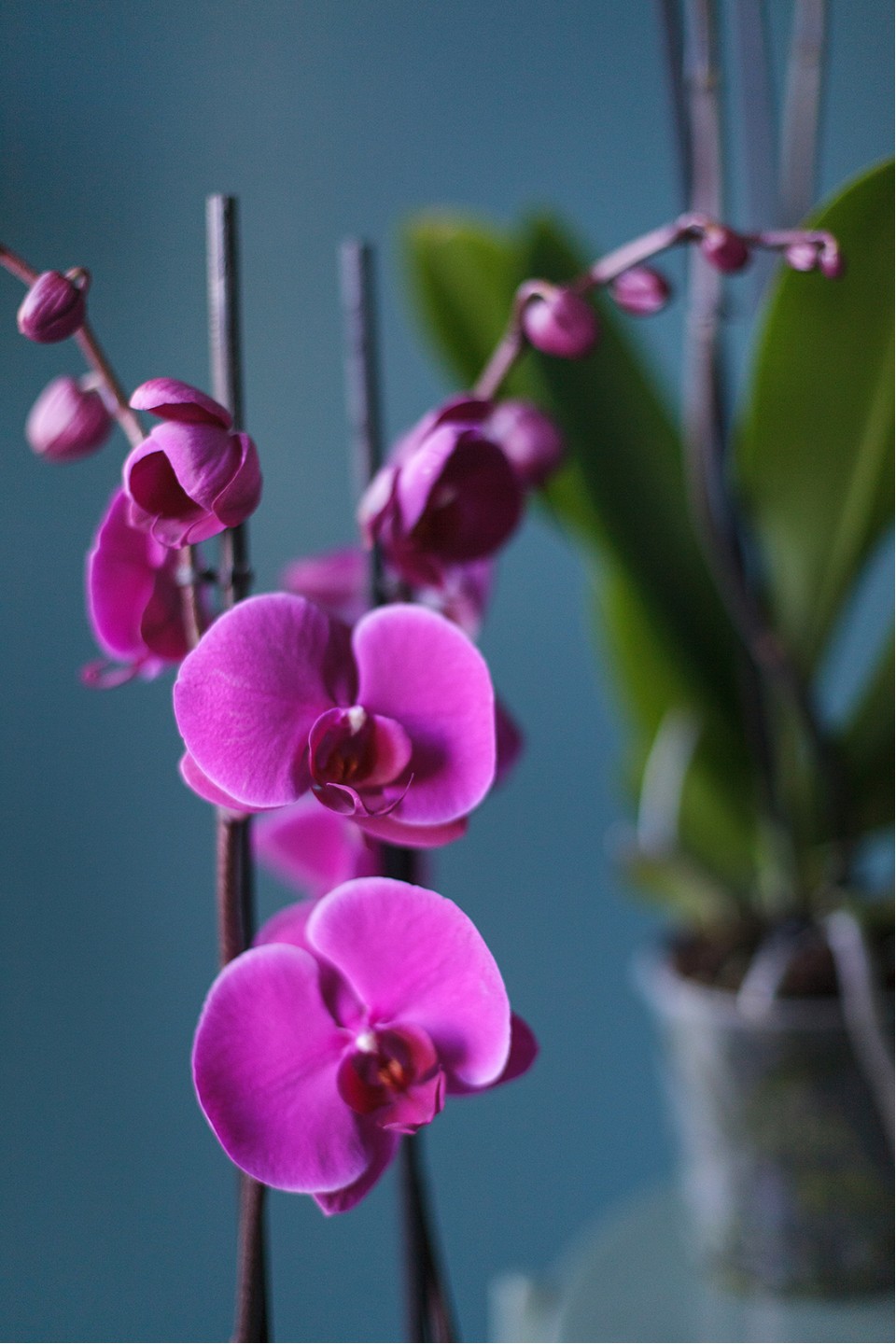 Орхидея Фаленопсис (Phalaenopsis) 3 стрелки 12