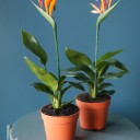 Стрелиция (Strelitzia) - миниатюра