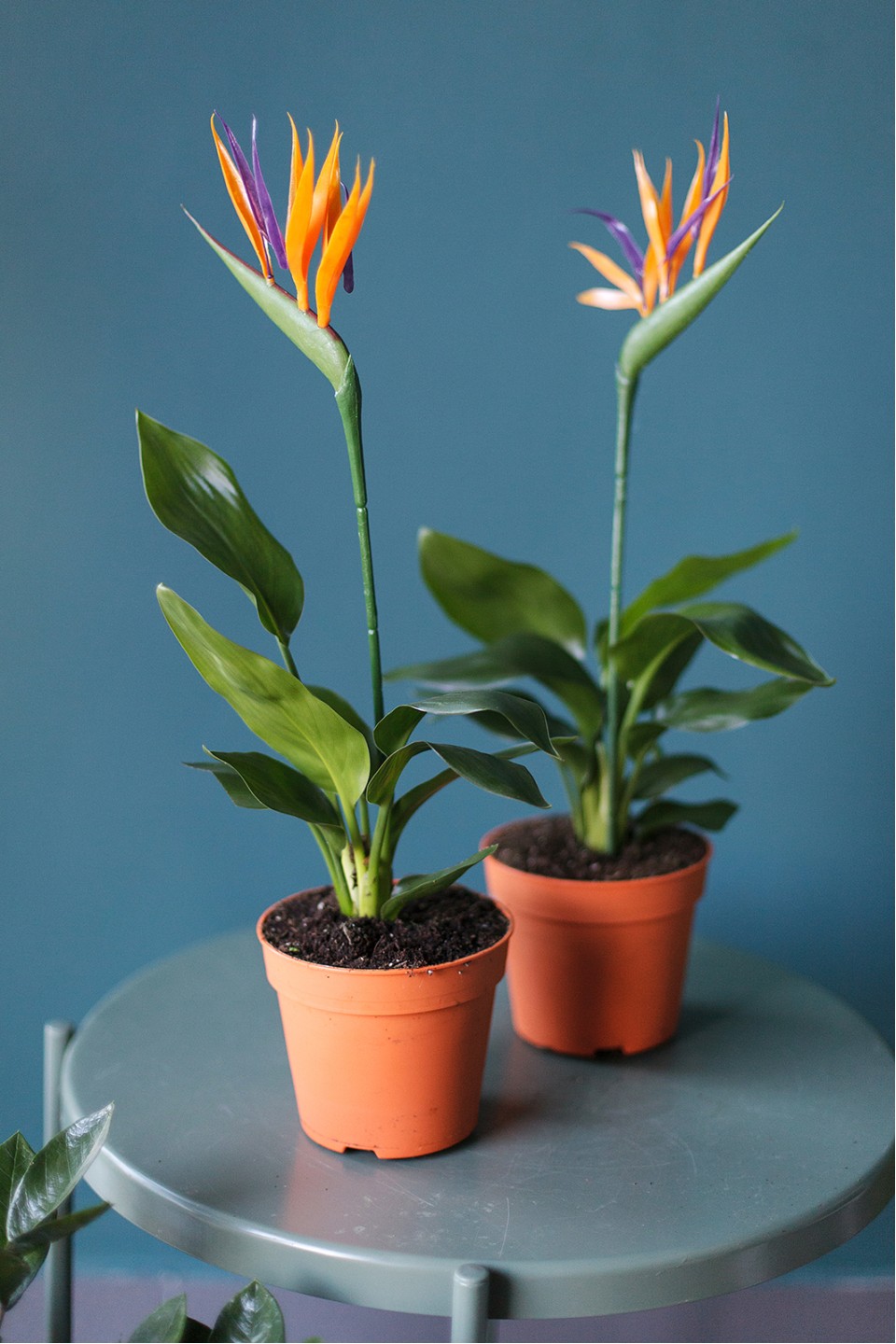 Стрелиция (Strelitzia)