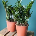 Замиокулькас Зензи (Zamioculcas Zenzi) - миниатюра