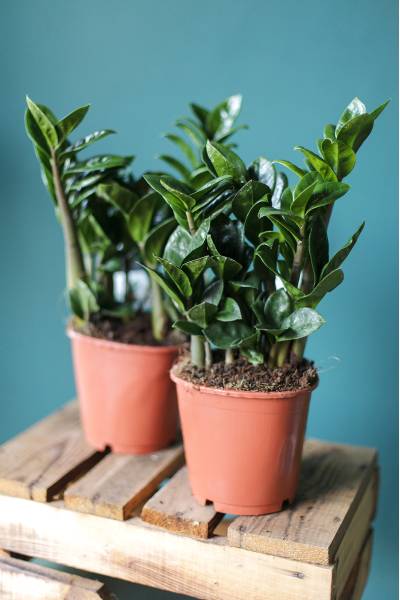 Замиокулькас Зензи (Zamioculcas Zenzi)