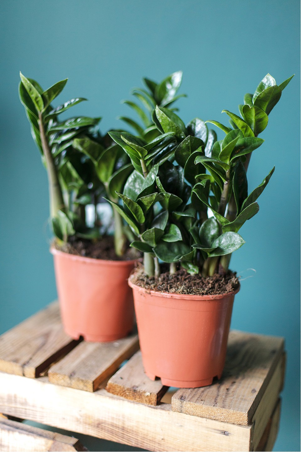 Замиокулькас Зензи (Zamioculcas Zenzi)