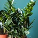 Замиокулькас Зензи (Zamioculcas Zenzi) - с доставкой по Минску - миниатюра