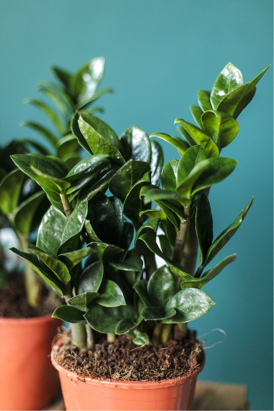 Замиокулькас Зензи (Zamioculcas Zenzi) - с доставкой по Минску