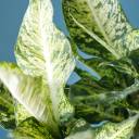 Диффенбахия пятнистая (Dieffenbachia Mars) 30 см - с доставкой по Минску - миниатюра