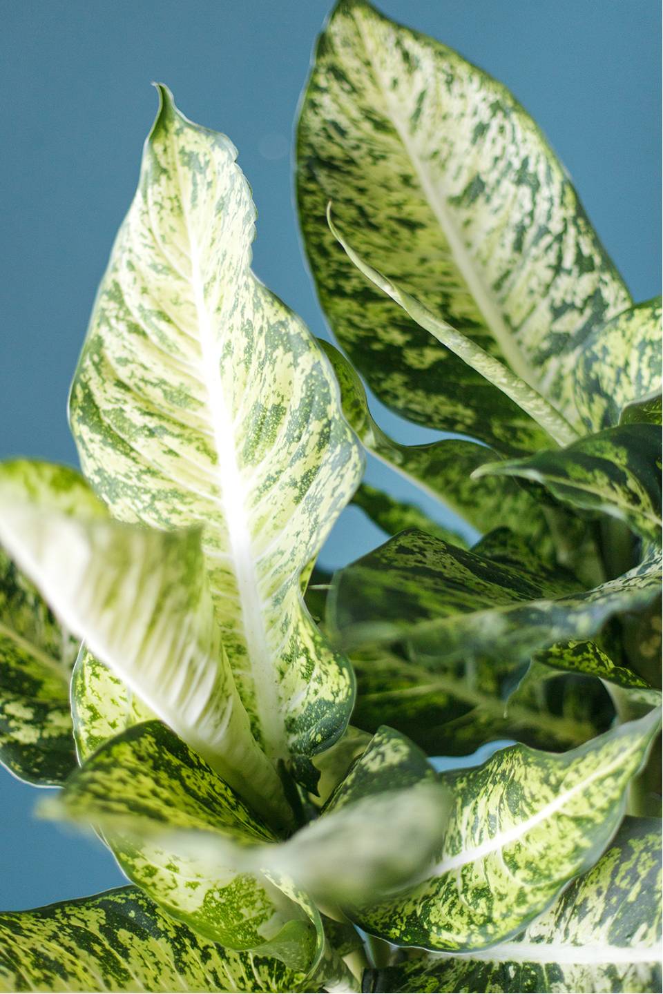 Диффенбахия пятнистая (Dieffenbachia Mars) 30 см - с доставкой по Минску
