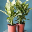 Диффенбахия пятнистая (Dieffenbachia Mars) 30 см - миниатюра