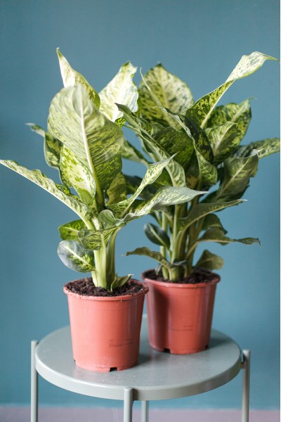 Диффенбахия пятнистая (Dieffenbachia Mars) 30 см
