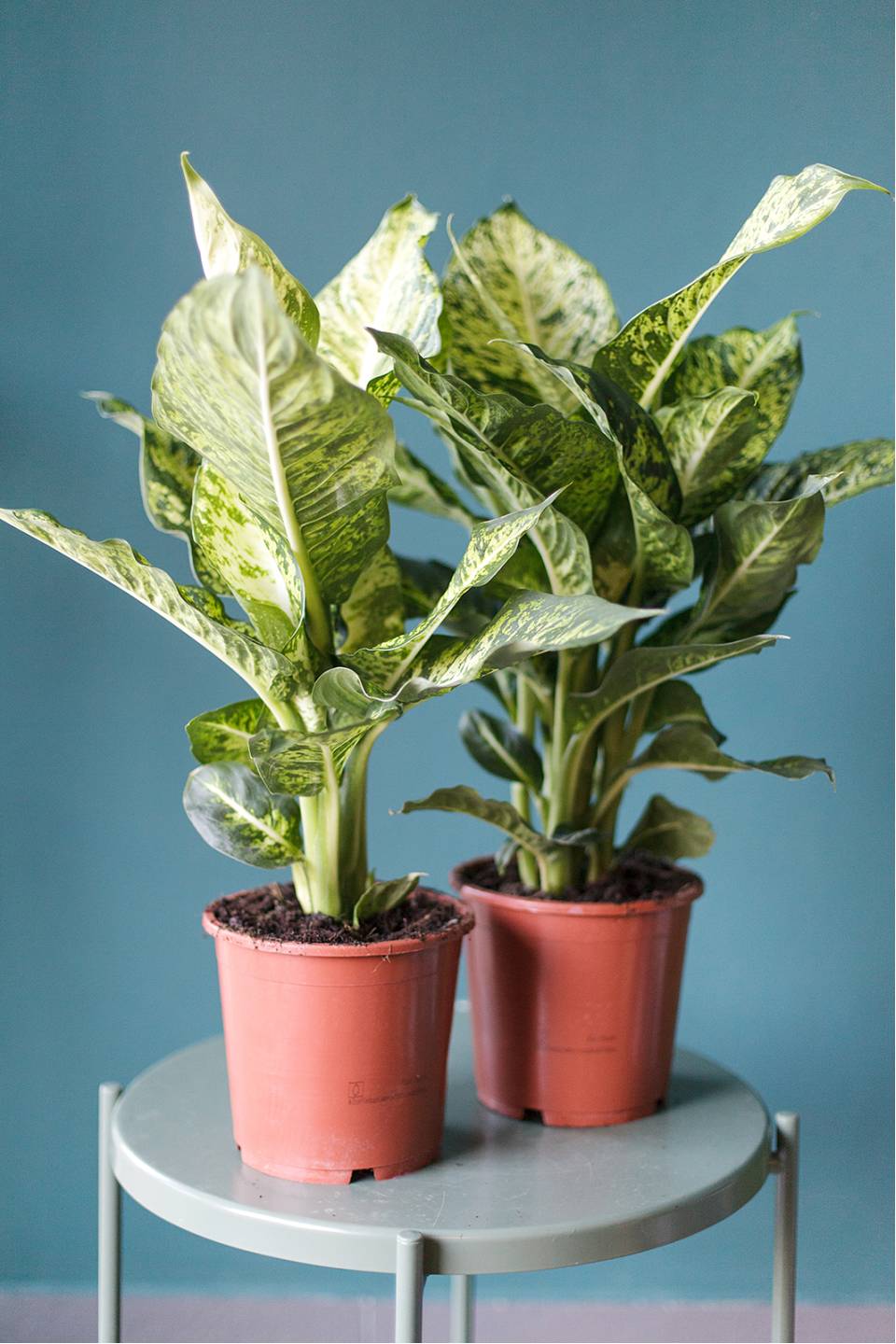 Диффенбахия пятнистая (Dieffenbachia Mars) 30 см