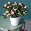 Азалия (Azalea) - подарочное оформление - миниатюра