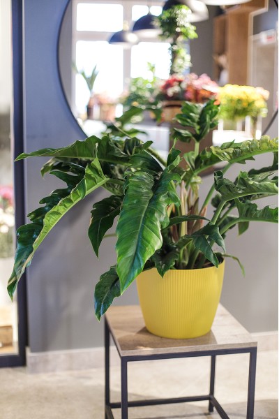 Филодендрон Нэрроу Эскейп (Philodendron Narrow Escape) 70 см