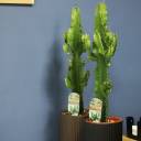 Эуфорбия эритрея Euphorbia eritrea (Молочай) 80 см в кашпо - с доставкой по Минску - миниатюра