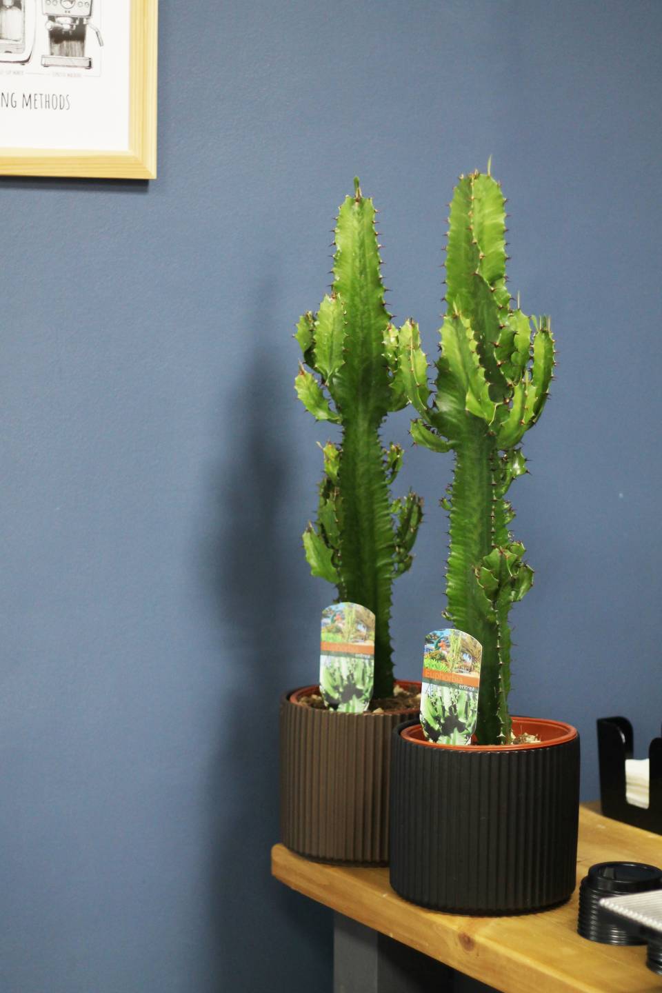 Эуфорбия эритрея Euphorbia eritrea (Молочай) 80 см в кашпо - с доставкой по Минску