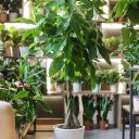 Пахира (Pachira) - быстрая доставка в Минске - миниатюра