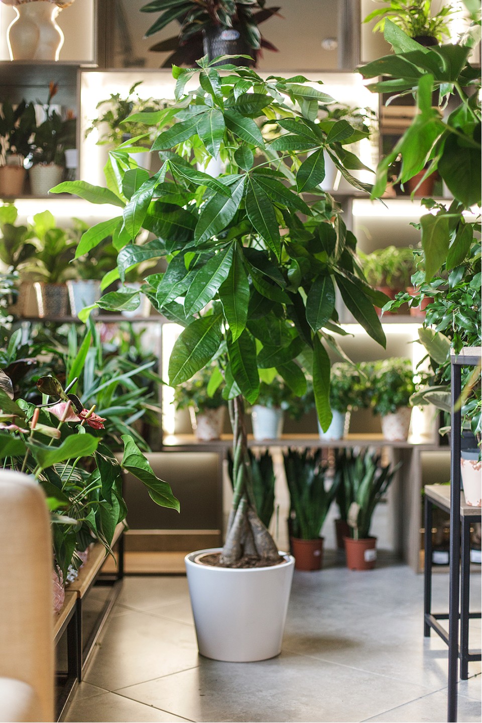 Пахира (Pachira) - быстрая доставка в Минске