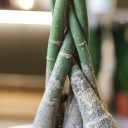 Пахира (Pachira) - с добавлением зелени - миниатюра 