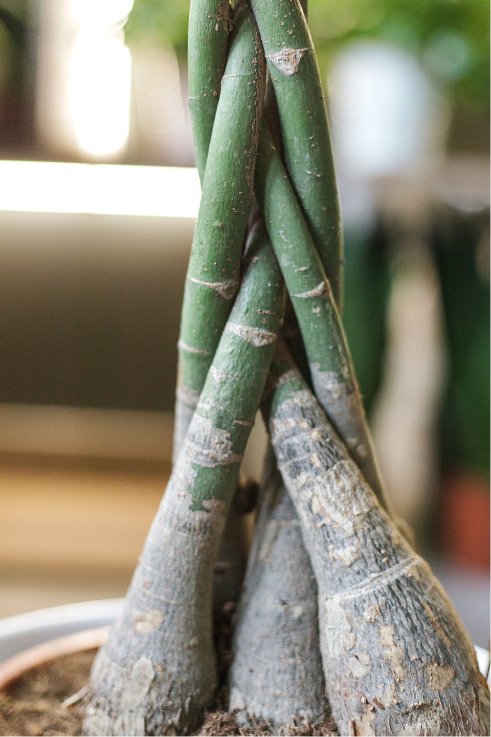 Пахира (Pachira) - с добавлением зелени