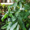 Пахира (Pachira) - для женщины/молодой пары - миниатюра