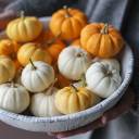 Тыква (Cucurbita) - миниатюра