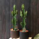 Эуфорбия эритрея Euphorbia eritrea (Молочай) 80 см в кашпо - миниатюра