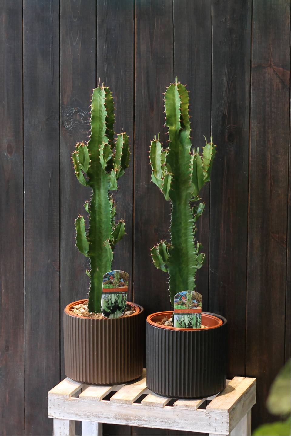 Эуфорбия эритрея Euphorbia eritrea (Молочай) 80 см в кашпо