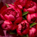 Букет пионов Ред шарм - с доставкой по Минску - миниатюра