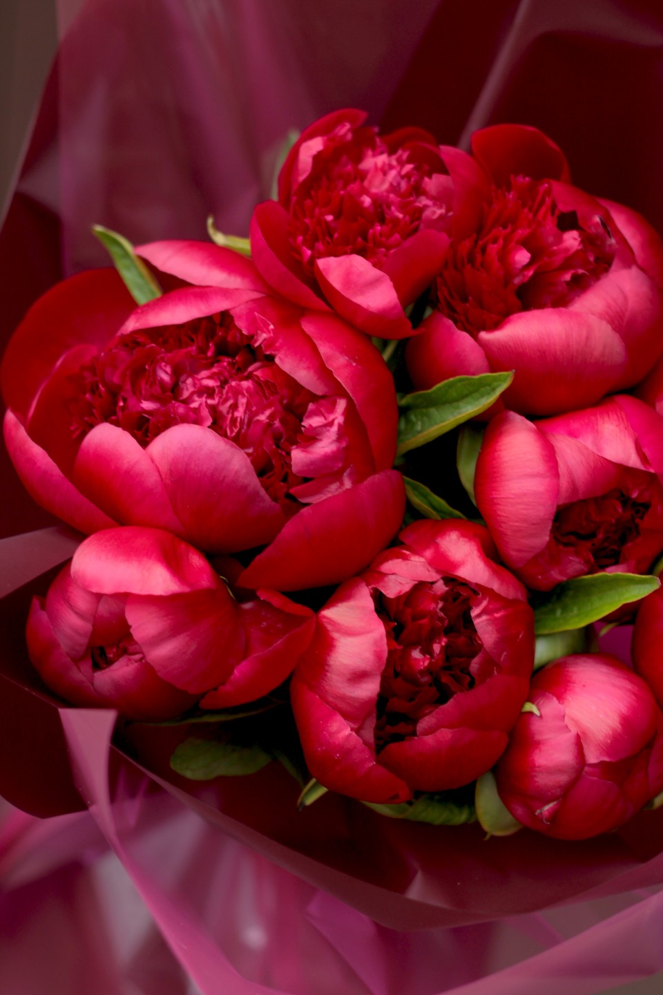 Букет пионов Ред шарм - с доставкой по Минску