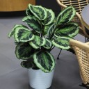 Калатея Марион (Сalathea Marion) - с добавлением зелени - миниатюра 