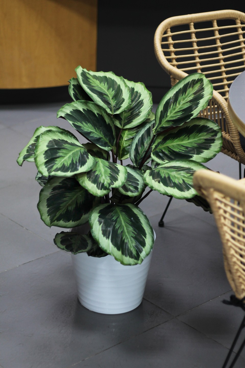 Калатея Марион (Сalathea Marion) - с добавлением зелени