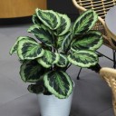 Калатея Марион (Сalathea Marion) - миниатюра