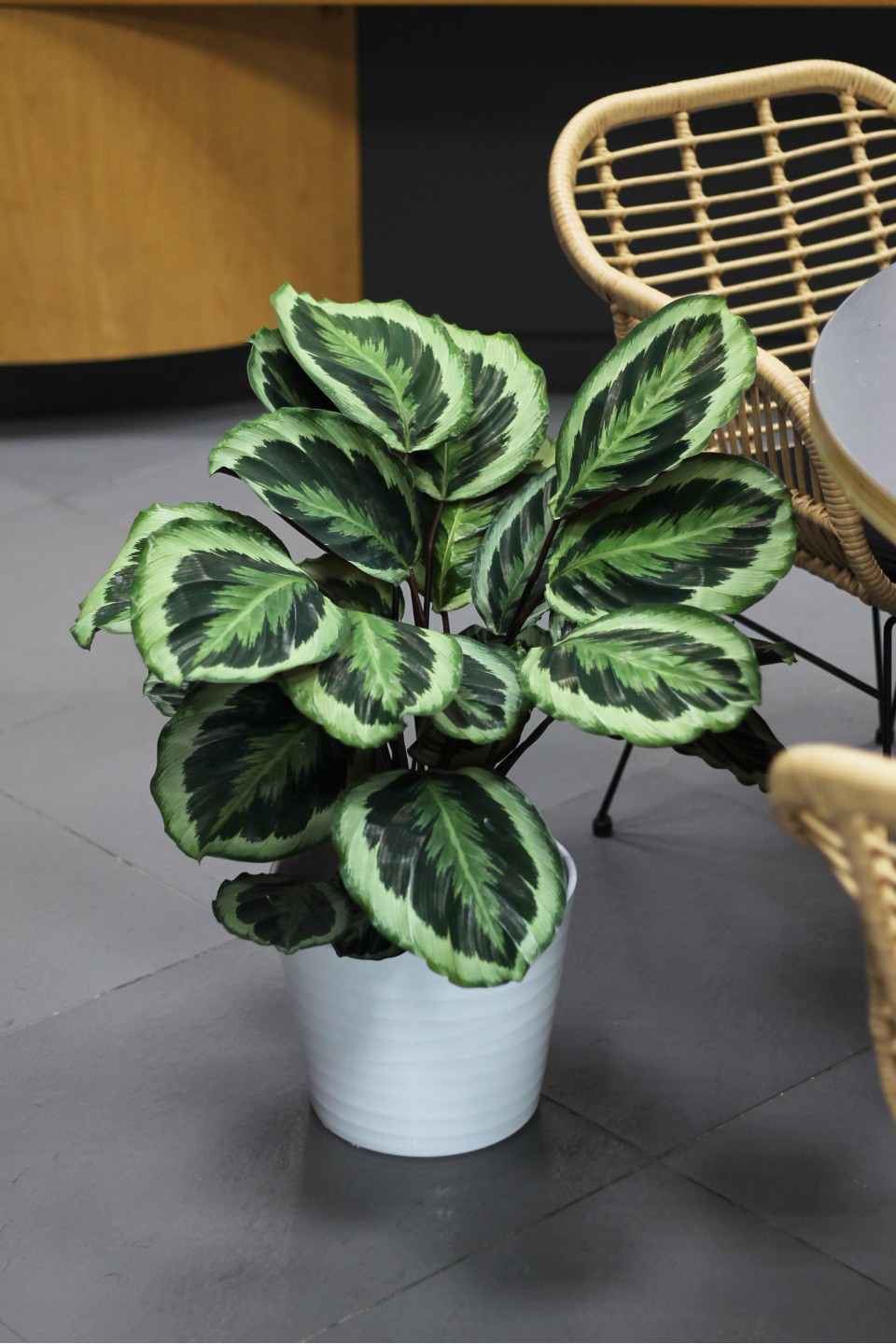 Калатея Марион (Сalathea Marion)