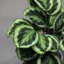 Калатея Марион (Сalathea Marion) - с доставкой по Минску - миниатюра