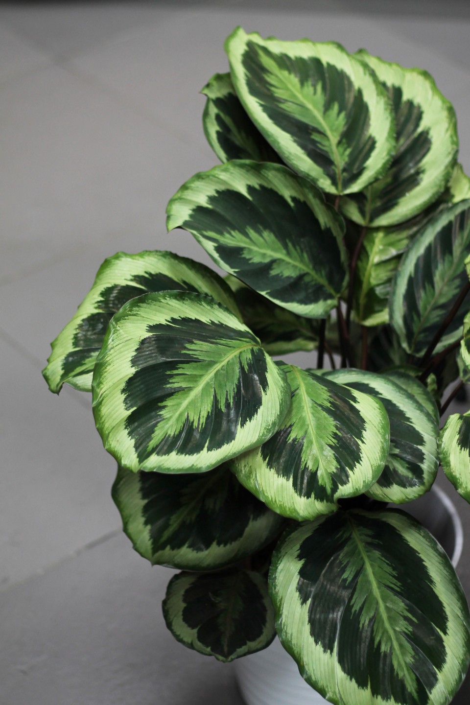 Калатея Марион (Сalathea Marion) - с доставкой по Минску