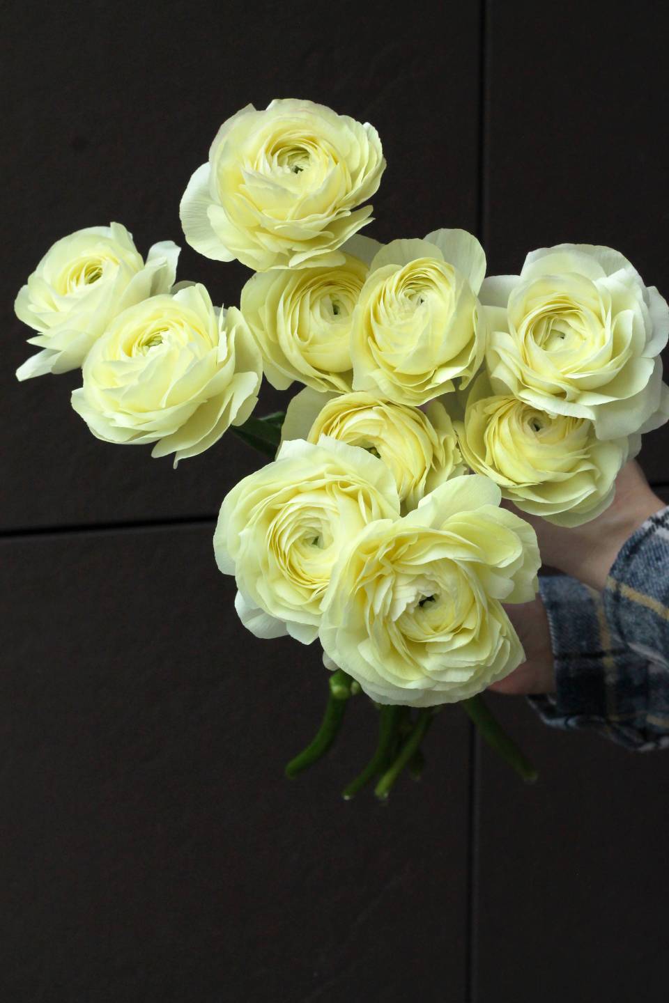 Ранункулюс Клуни - с доставкой по Минску