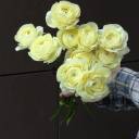 Ранункулюс Клуни - миниатюра